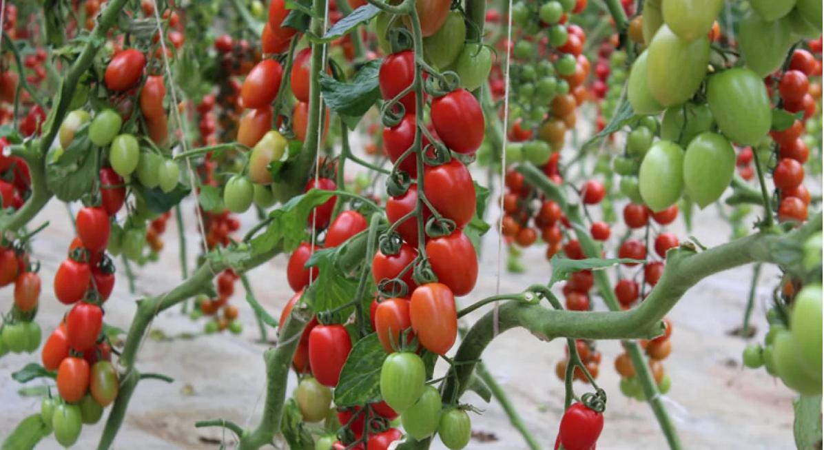 Deulgaon Raja Farm