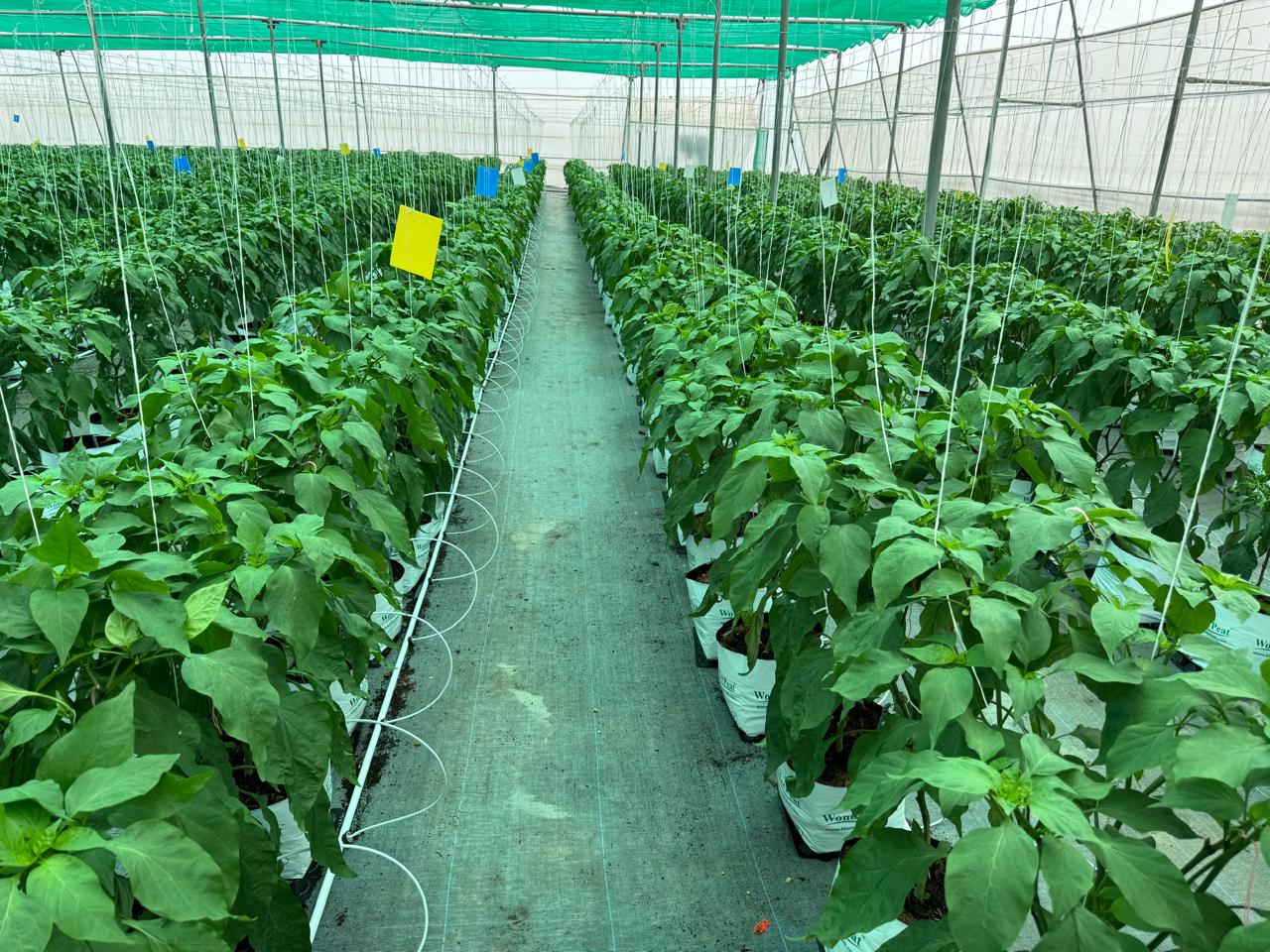 Lonar Farm
