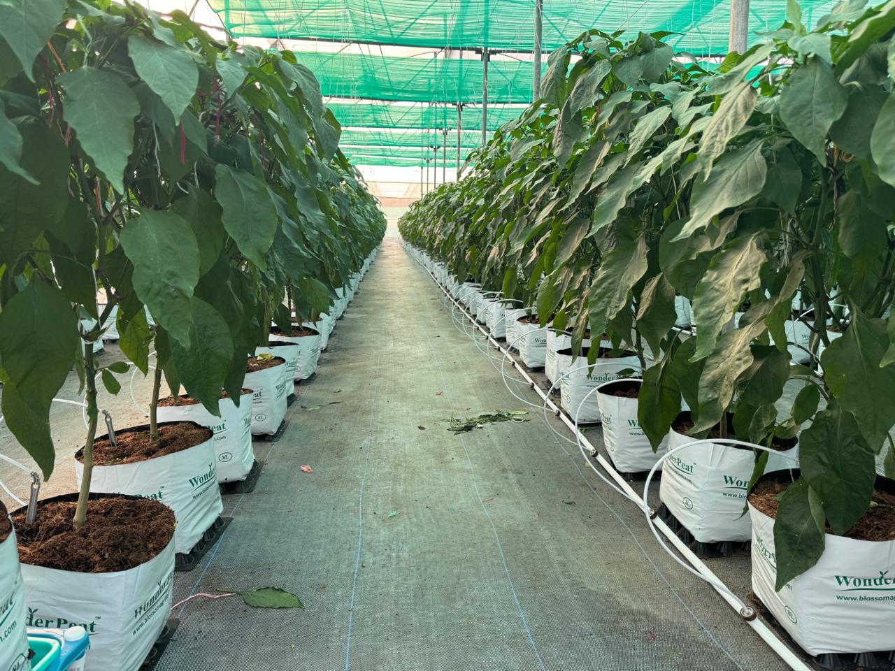 Nanded Farm