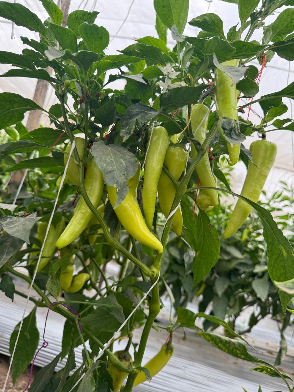 Rajur Farm