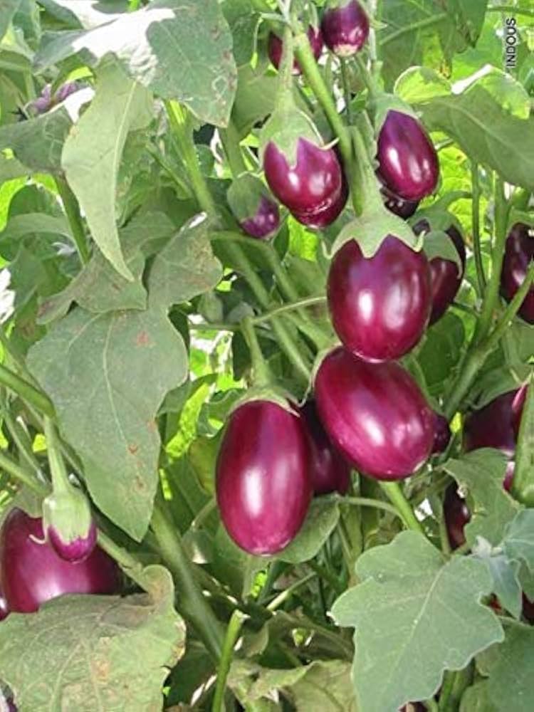 Brinjal