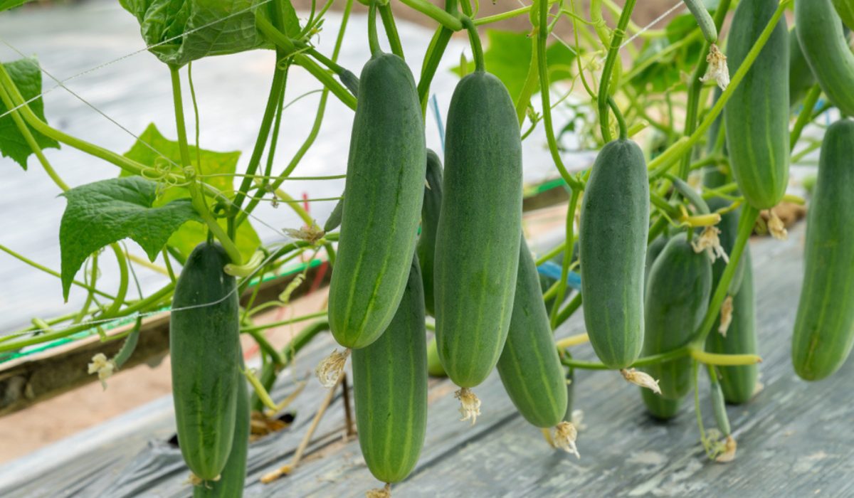 Cucumber