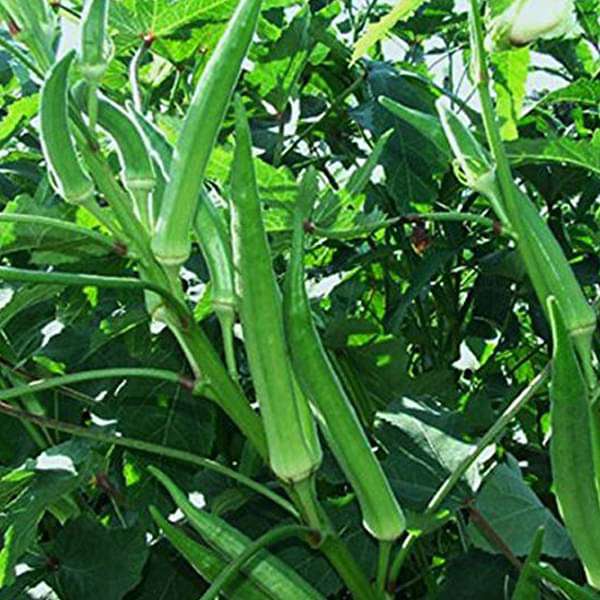 Okra