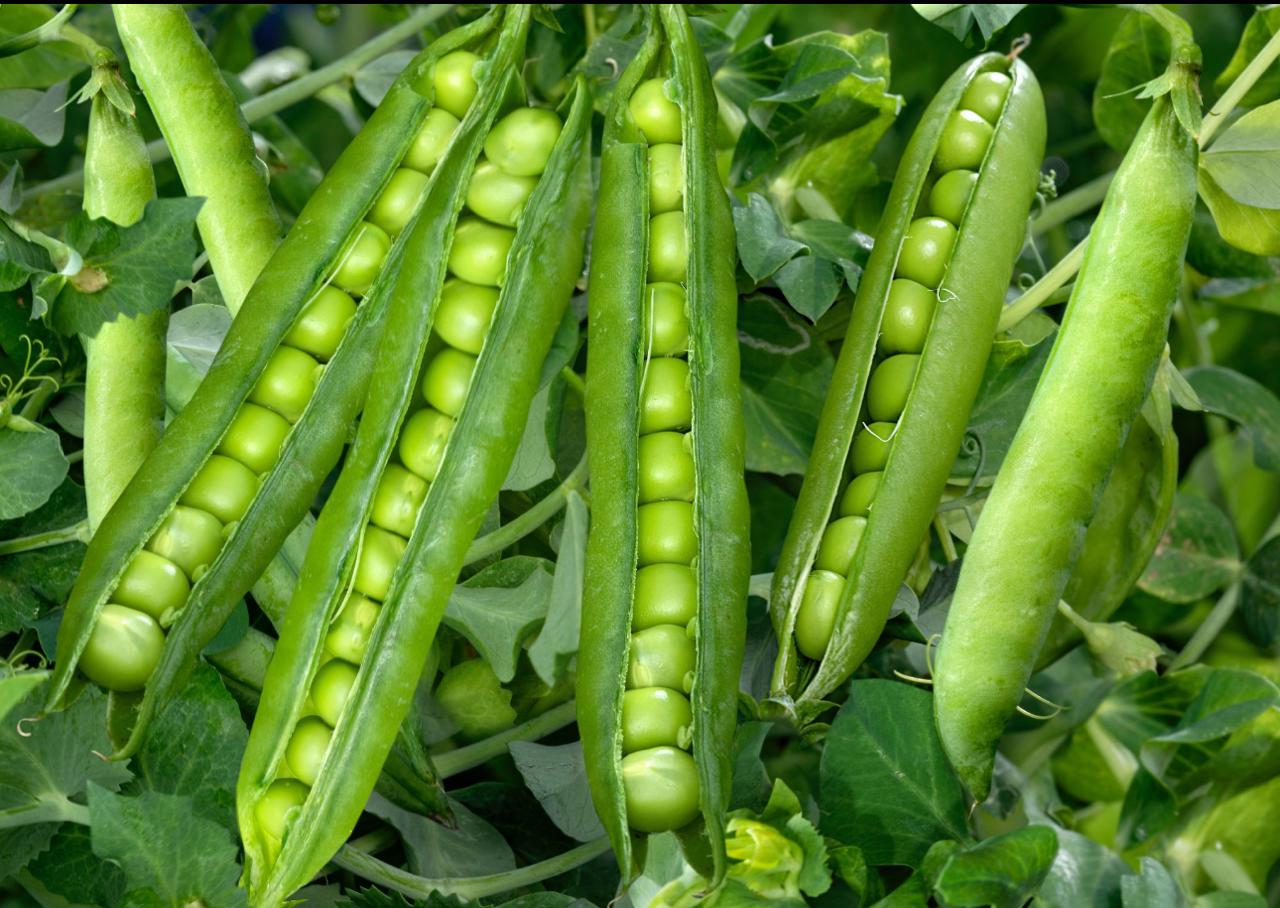 Gourds